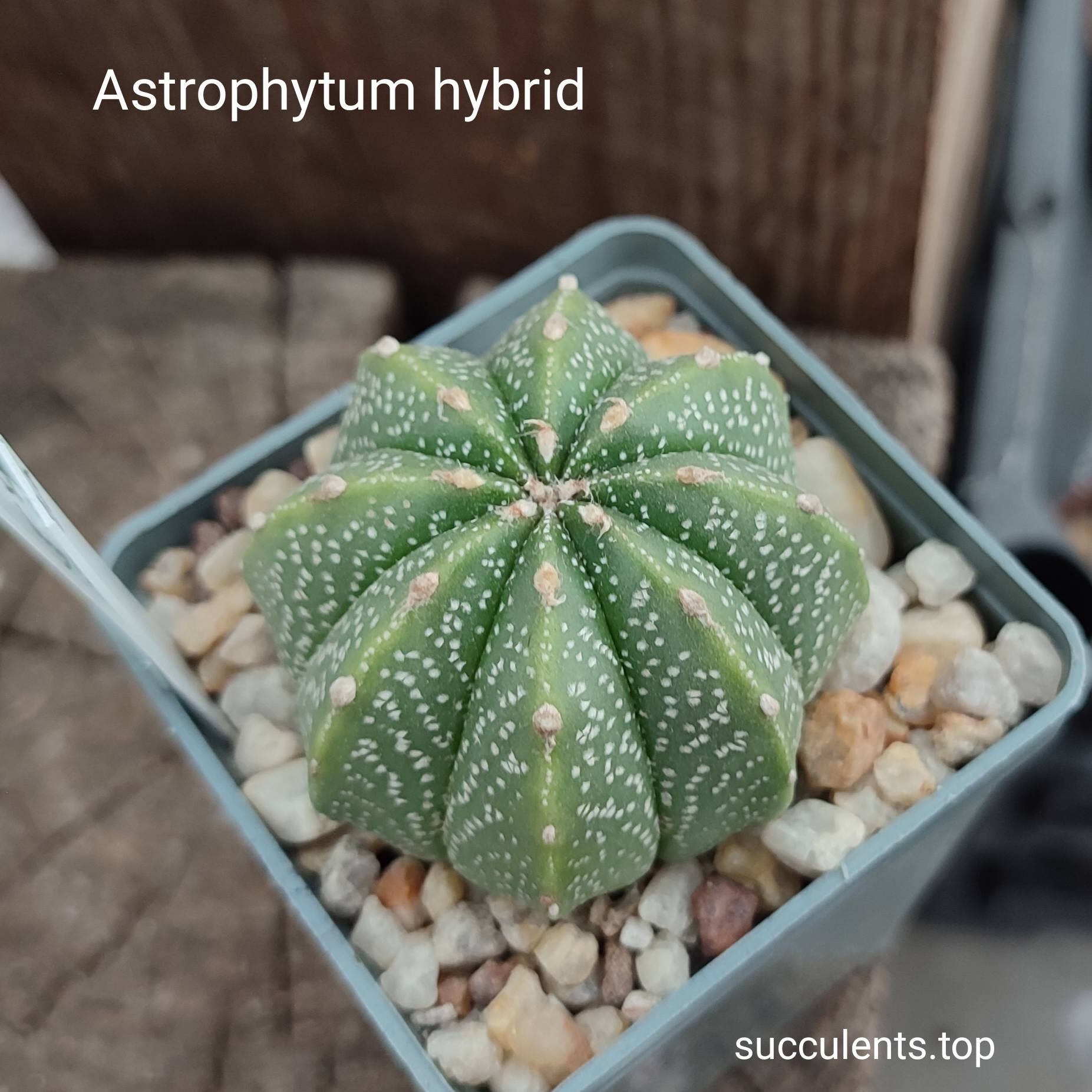 astrophytum hybrid