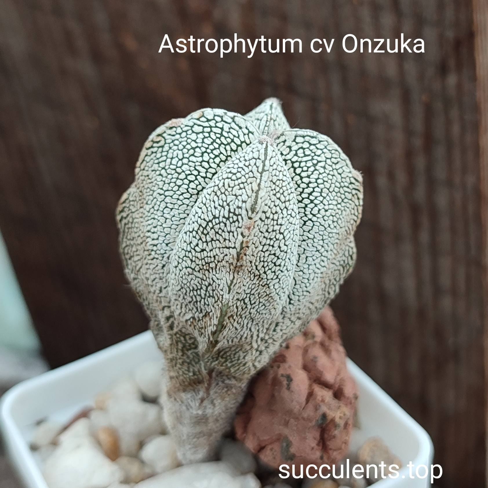 astrophytum cv onzuka