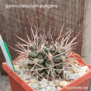 gymnocalycium pungens