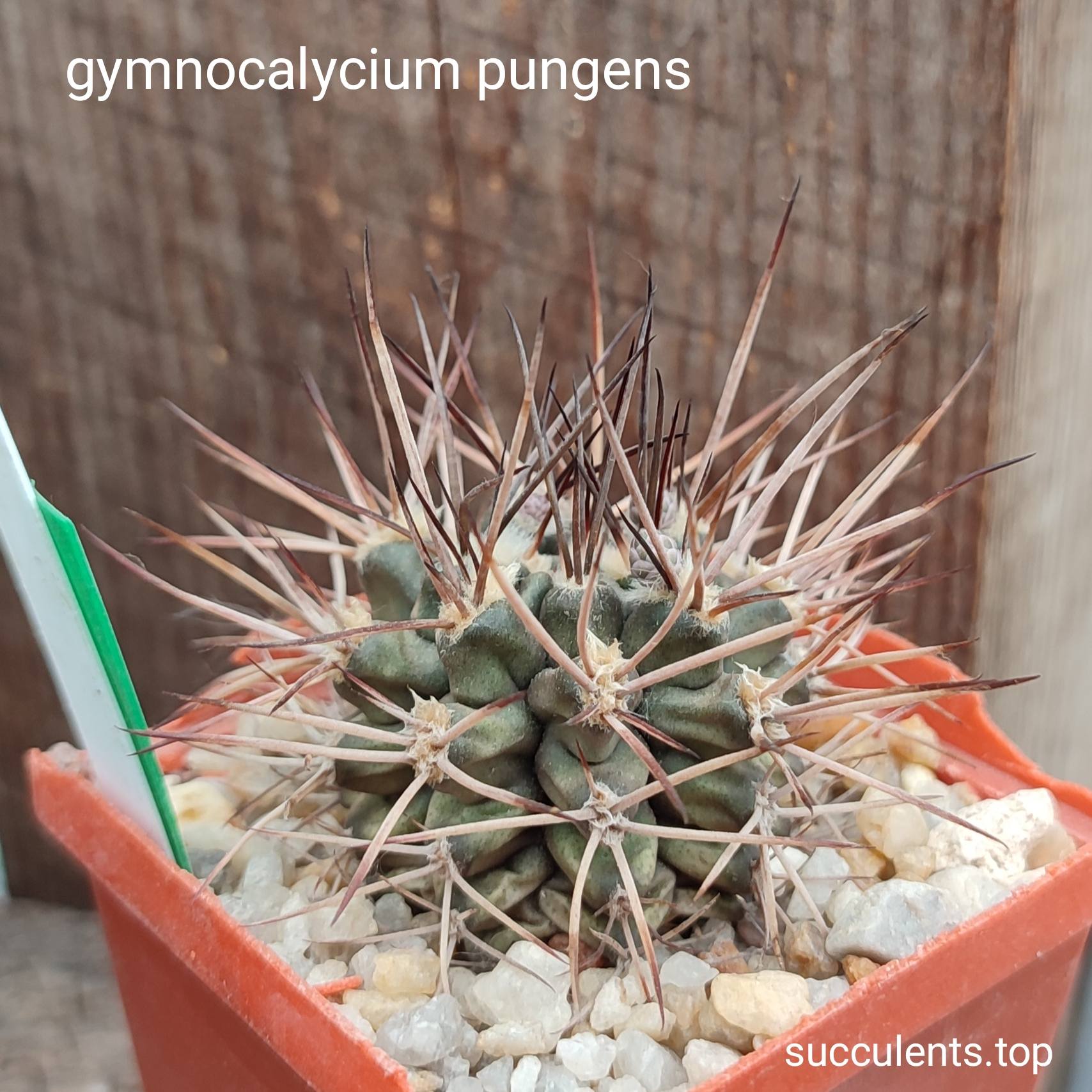 gymnocalycium pungens