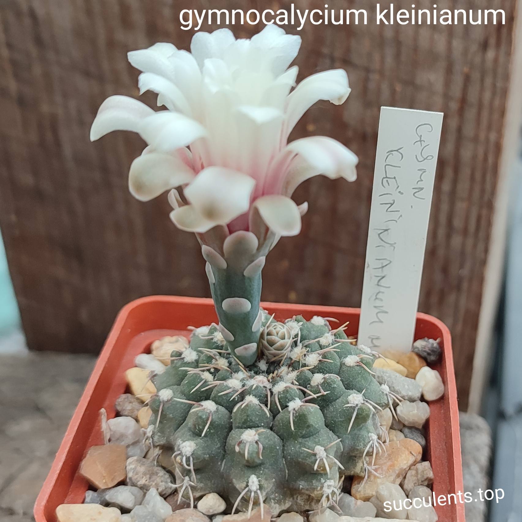 gymnocalycium kleinianum