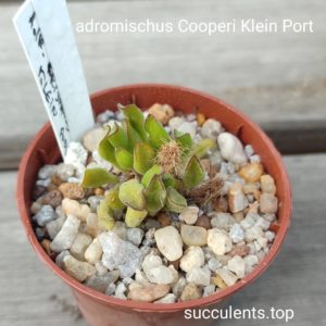 adromischus cooperi klein poort