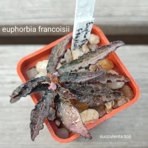euphorbia francoisii