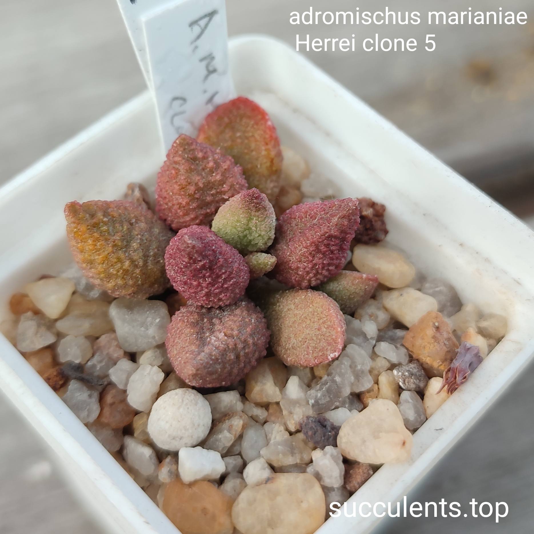 adromischus marianae herrei