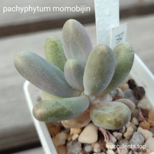 pachyphytum momobijin