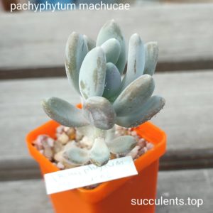 pachyphytum machucae