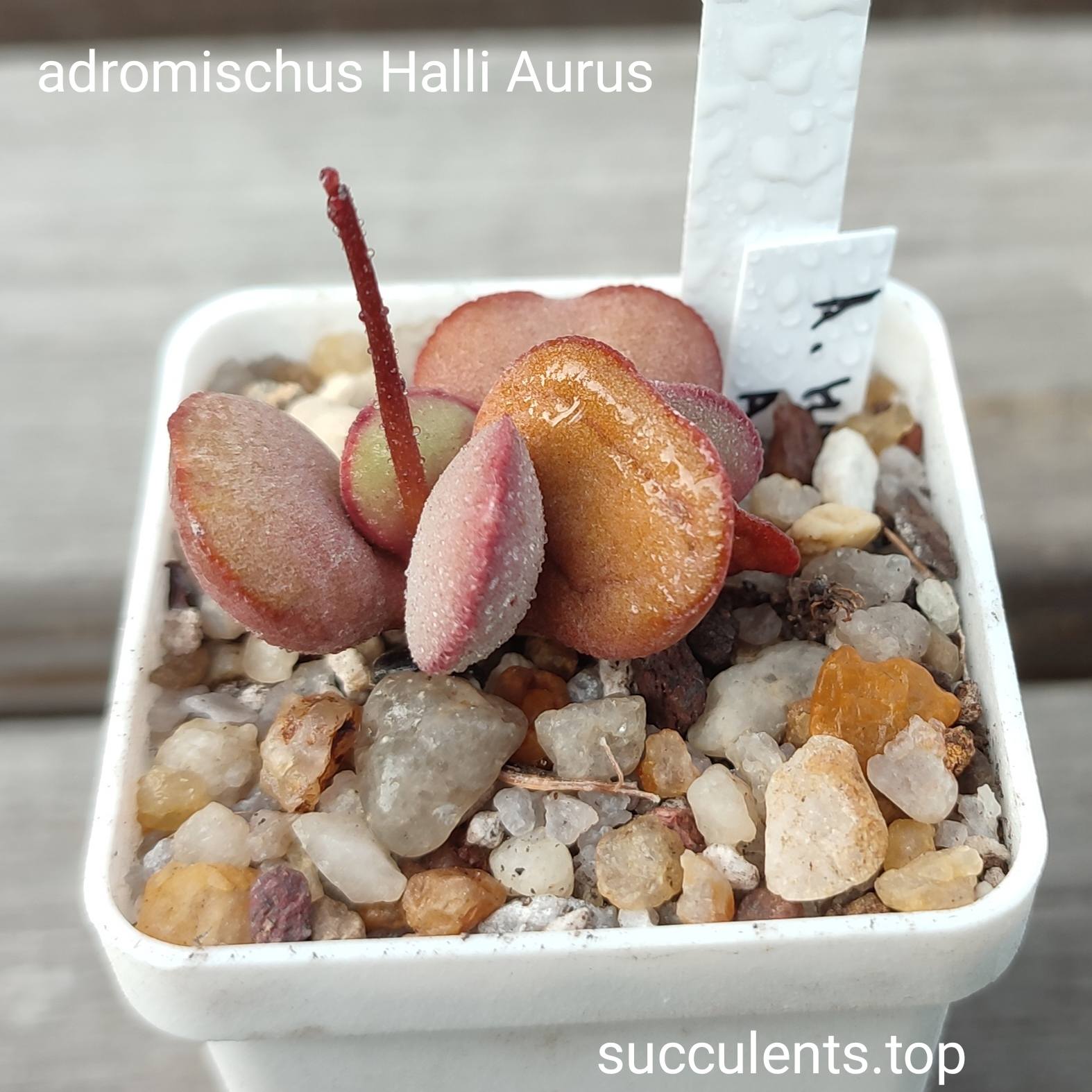 adromischus halli Aurus