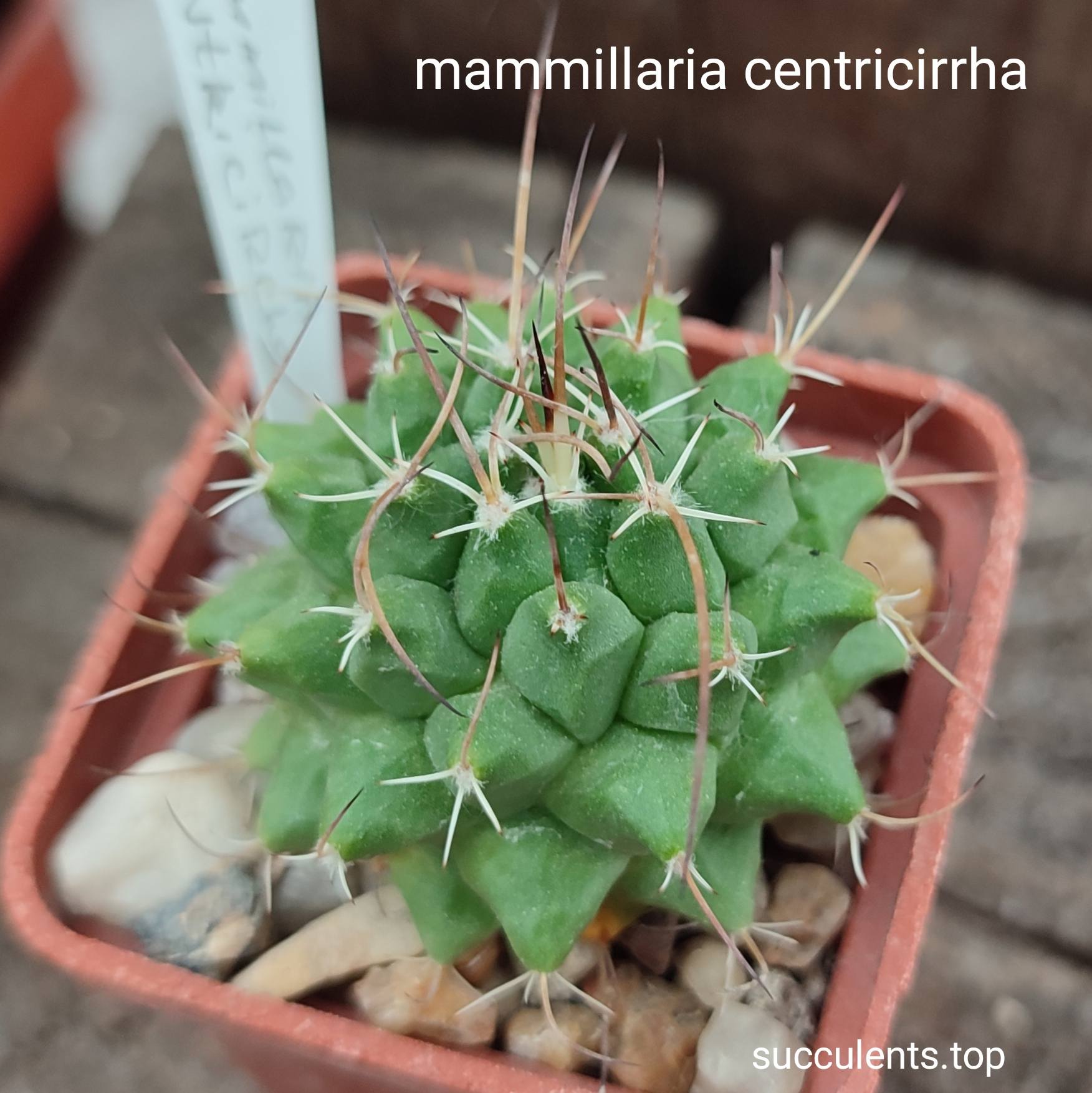 mammillaria centricirha