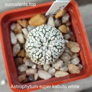 astrophytum super kabuto white