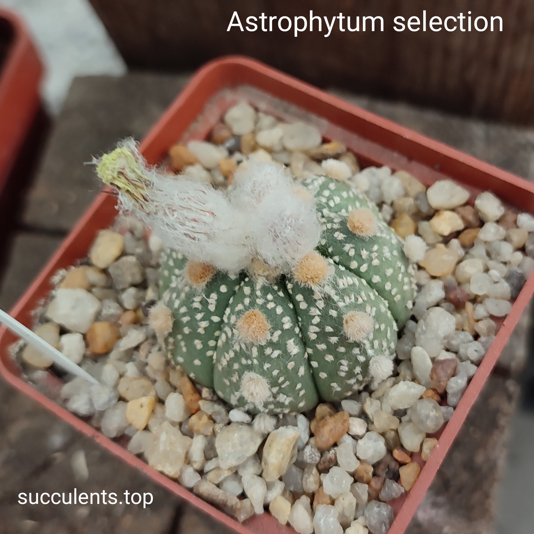 astrophytum selection