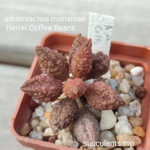 aderomischus marianiae Coffee Beans