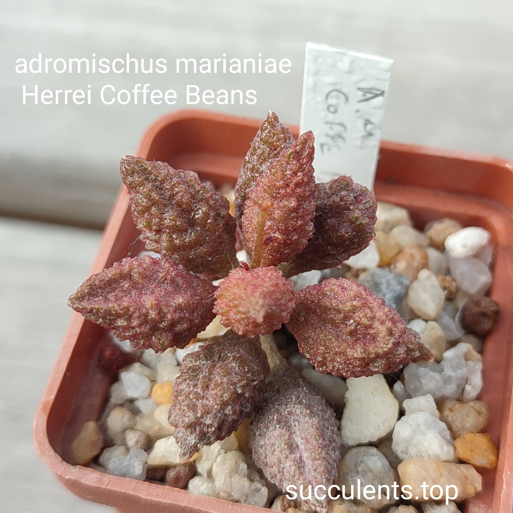 aderomischus marianiae Coffee Beans