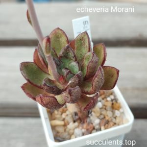 echeveria morani