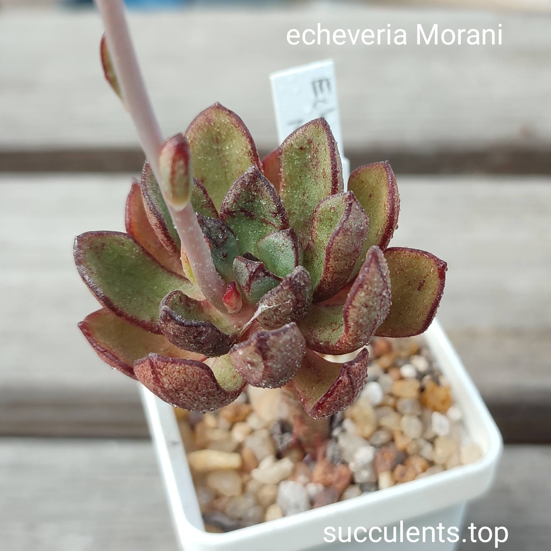 echeveria morani