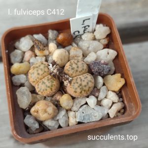 lithops fulviceps C412