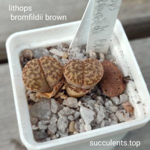 lithops bromfildii brown