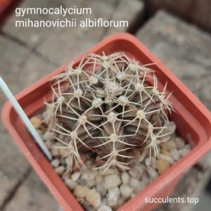 gymnocalycium mihanovichii albiflorum