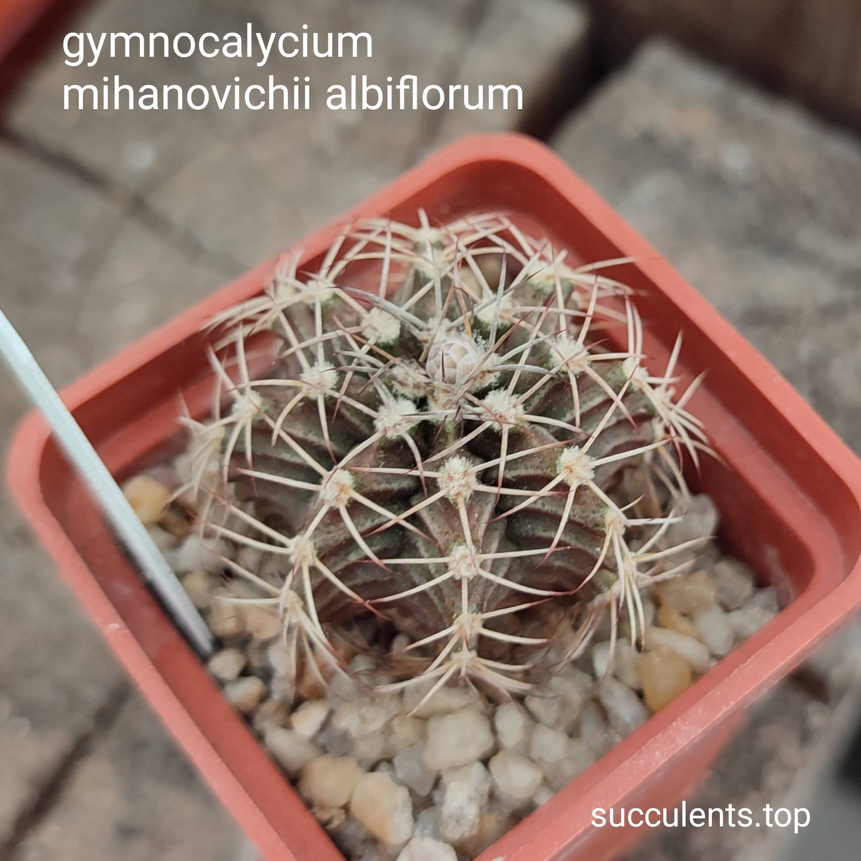 gymnocalycium mihanovichii albiflorum
