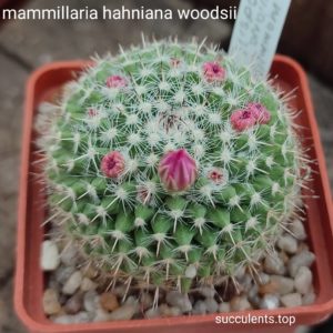 mammillaria hahniana woodsii