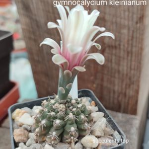 gymnocalycium kleinianum