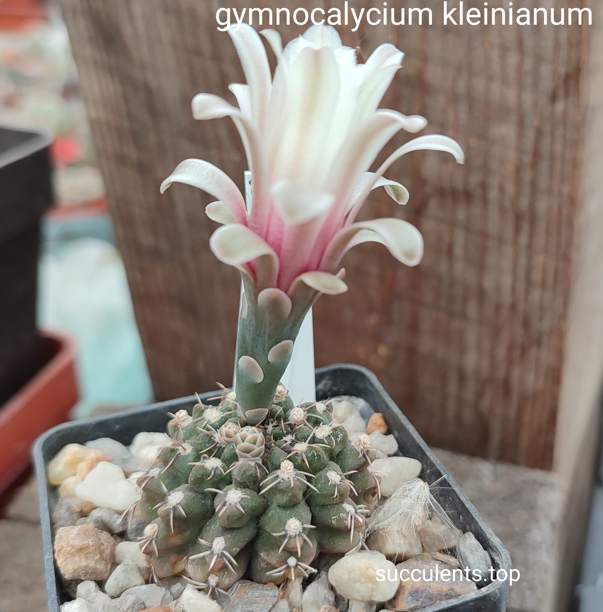 gymnocalycium kleinianum