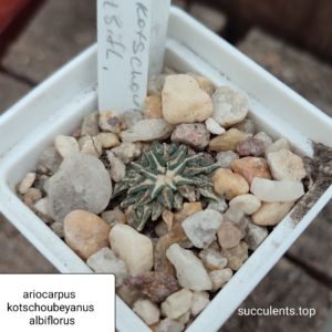 ariocarpus kotschoubeyanus albiflorus