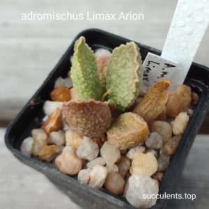 adromischus limax orion
