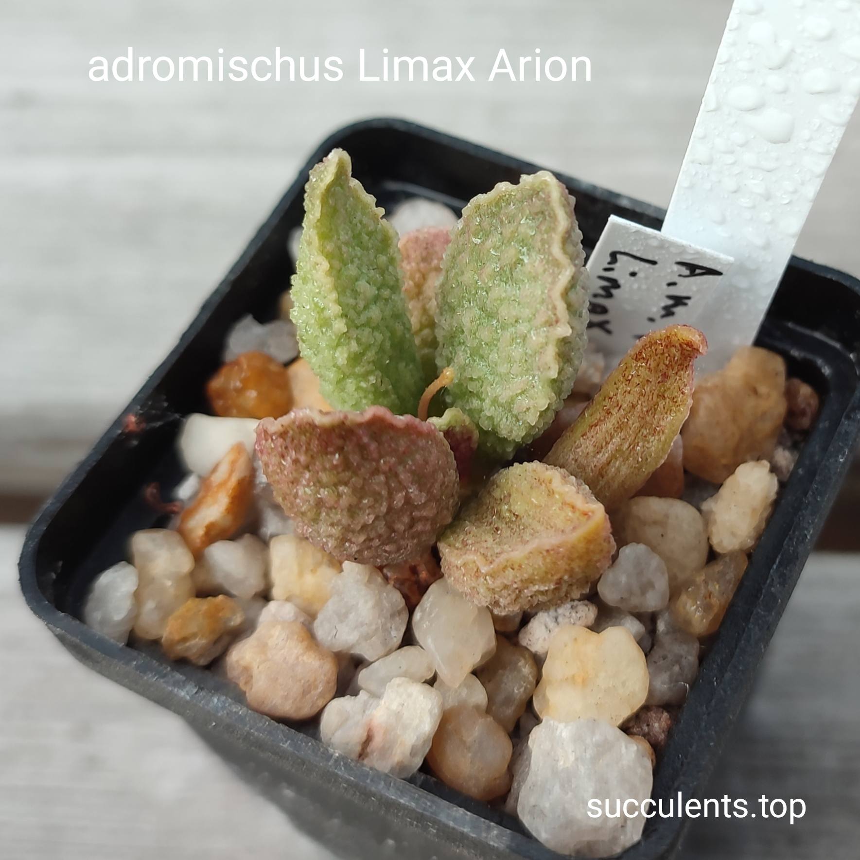 adromischus limax orion