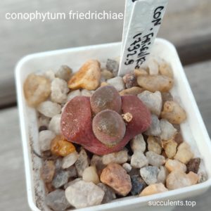 conophytum friedrichae