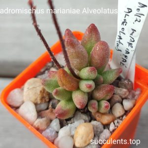 adromischus marianae Alveolatus