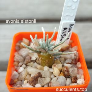 avonia alstonii
