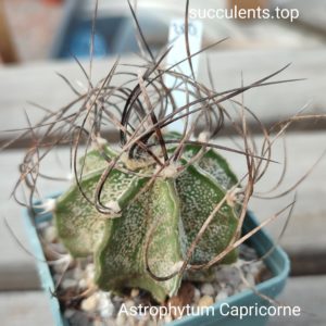 astrophytum capricorne