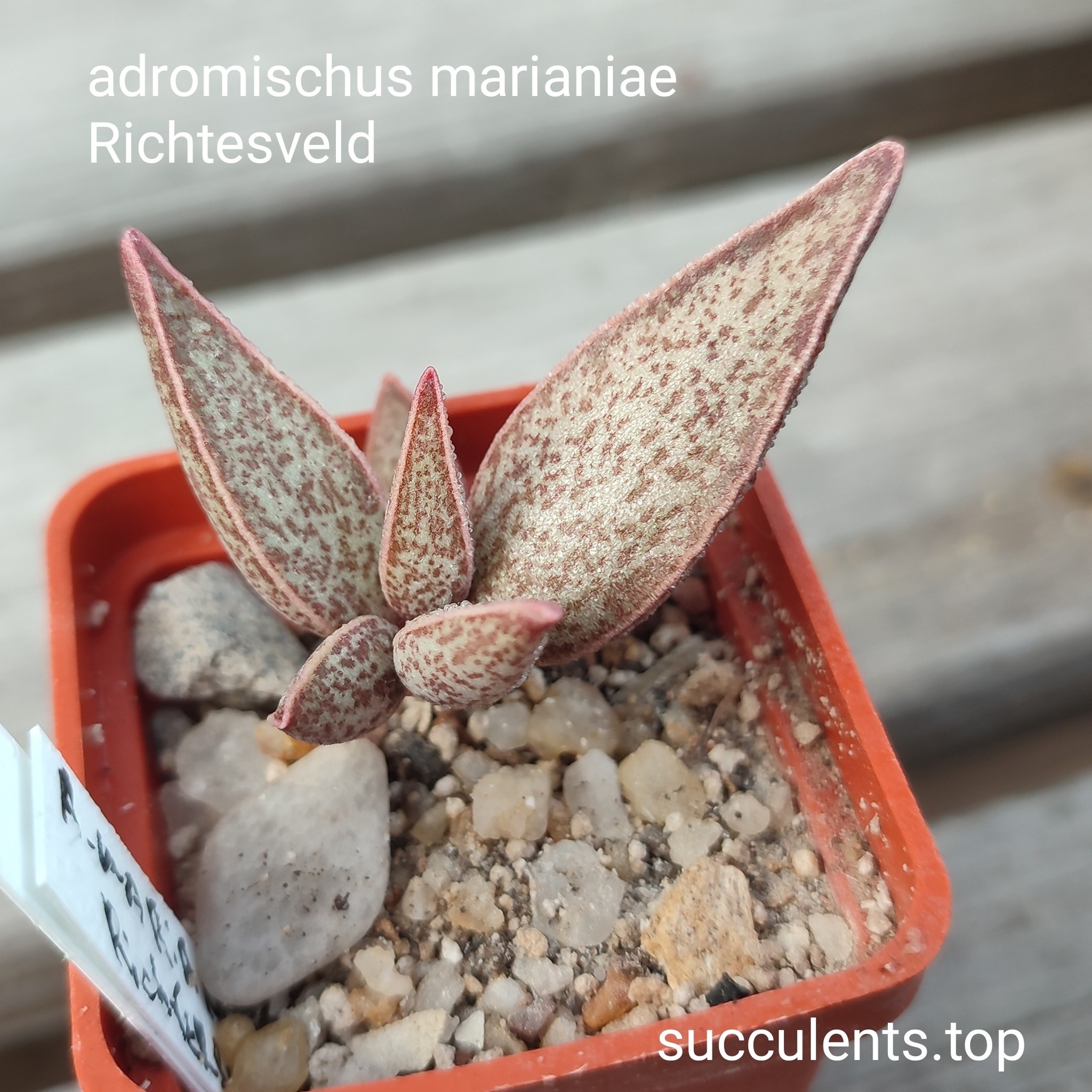 adromischus marisniae Richtesveld