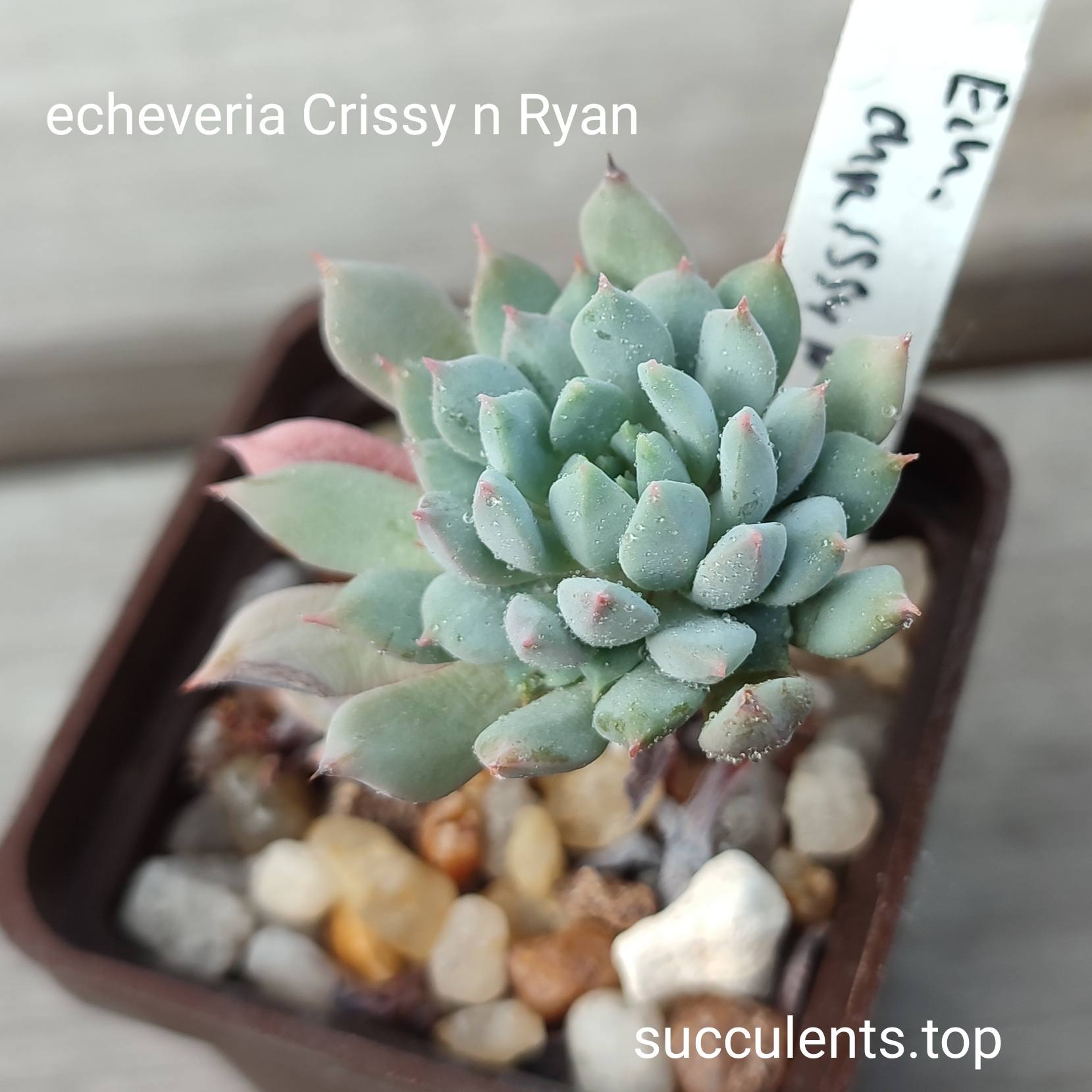 echeveria chrissy n ryan