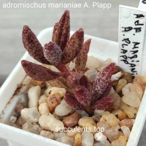 adromischus marianiae A. Plapp