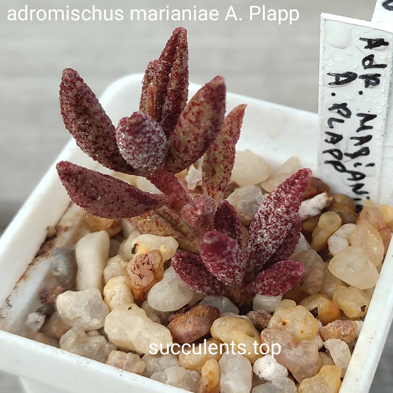 adromischus marianiae A. Plapp