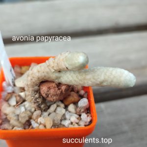 avonia papyracea