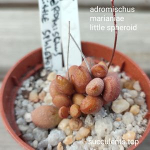 adromischus marianiae little sphleroid