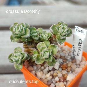 crassula dorothy