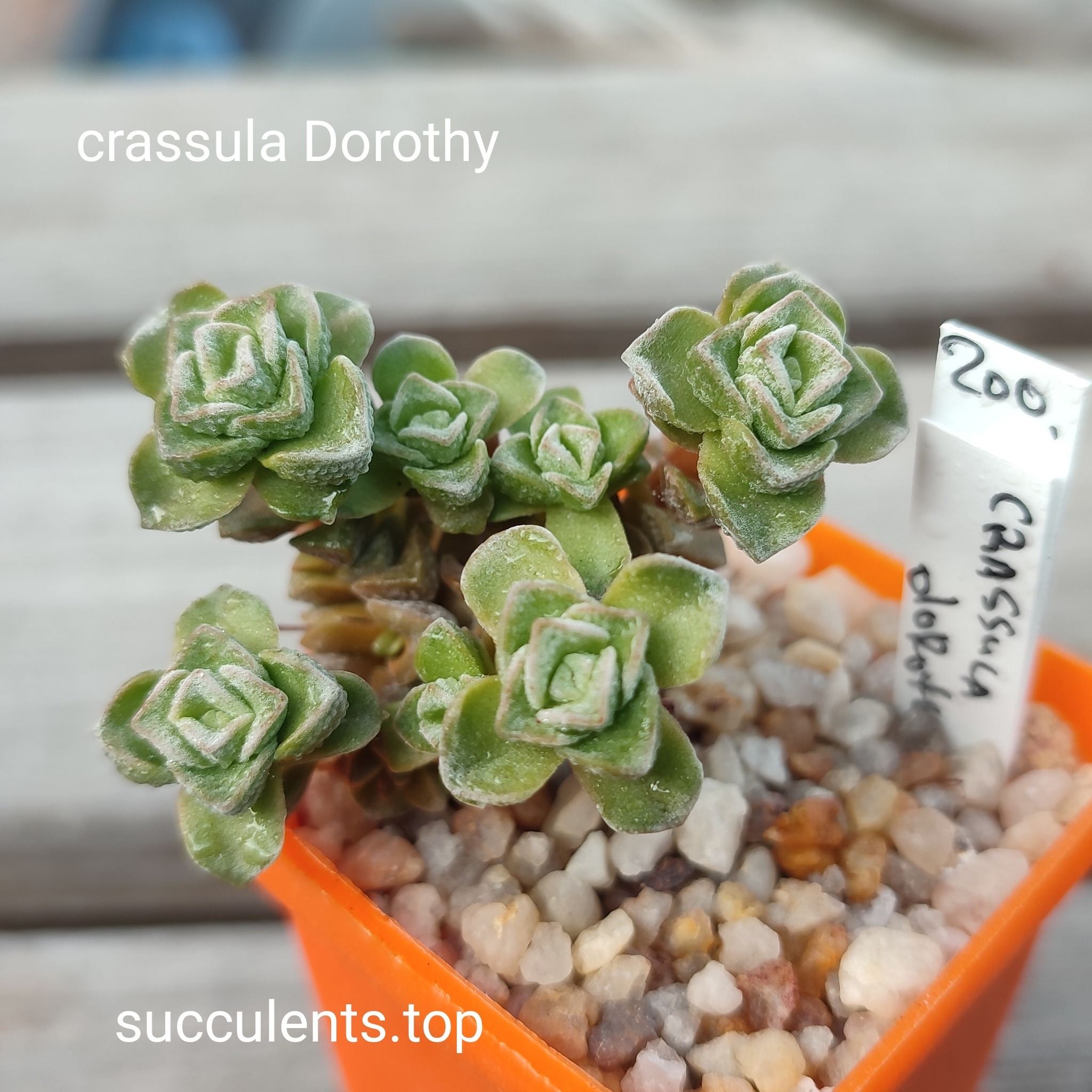 crassula dorothy