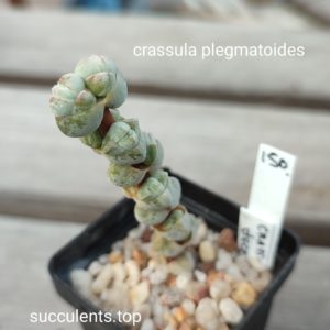 crassula plegmatoides