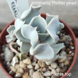 echeveria Thriller Pearl