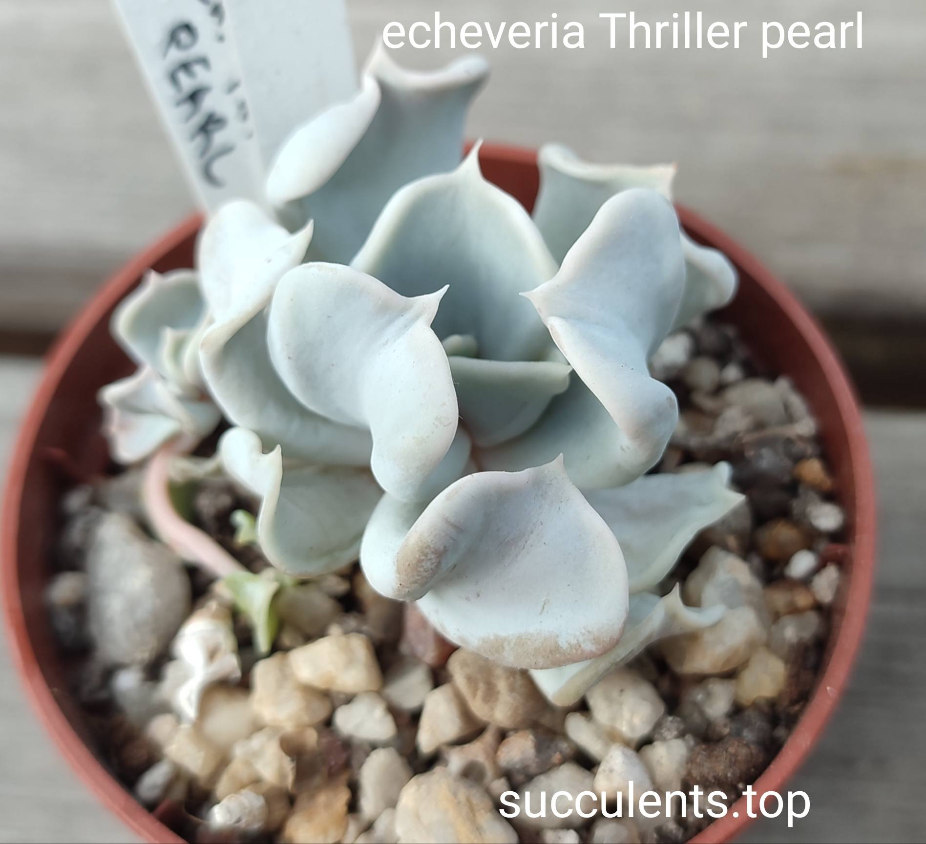 echeveria Thriller Pearl