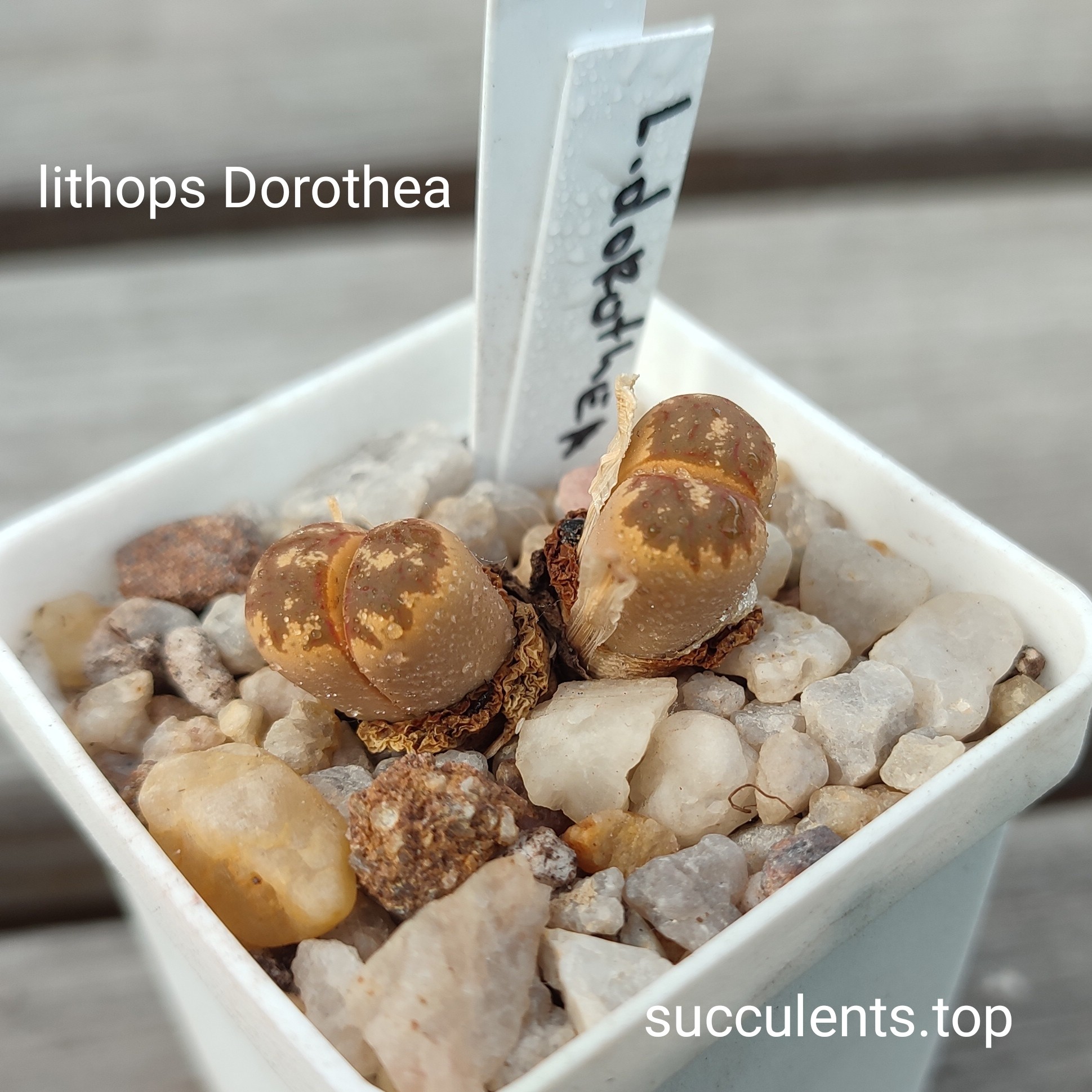 lithops dorothea