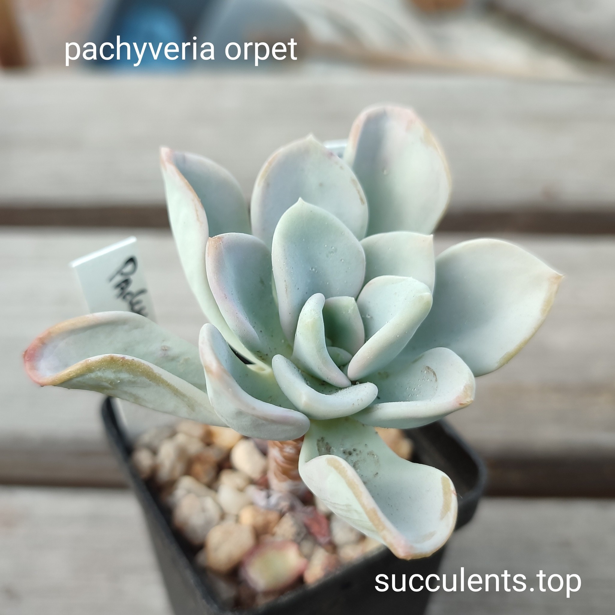 pachyveria orpet