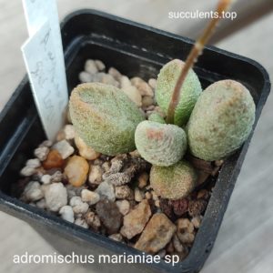 adromischus marianae sp