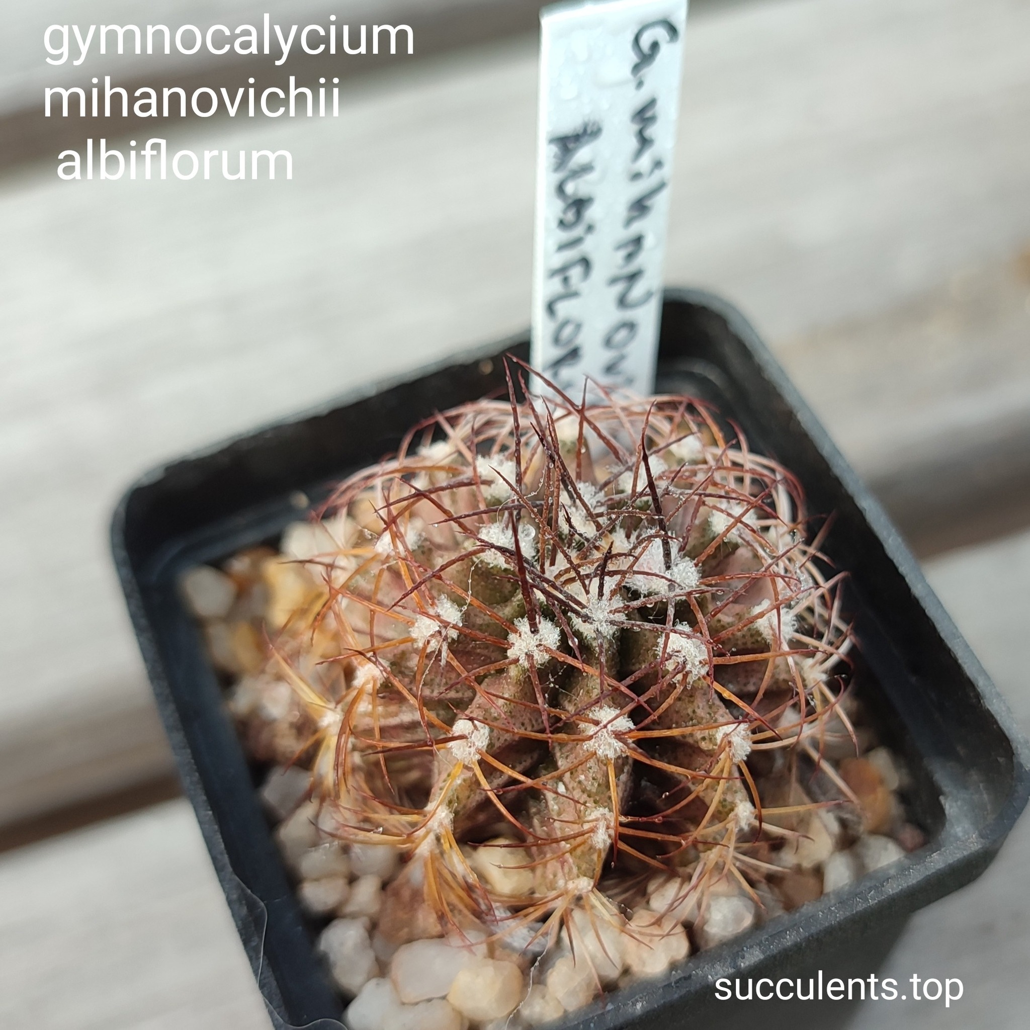 gymnocalycium mihanovichii albiflorum