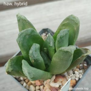 haworthia hybrid