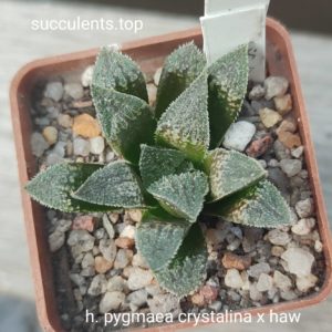 haworthia selection