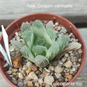 haworthia cooperi variegata